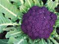 Cauliflower